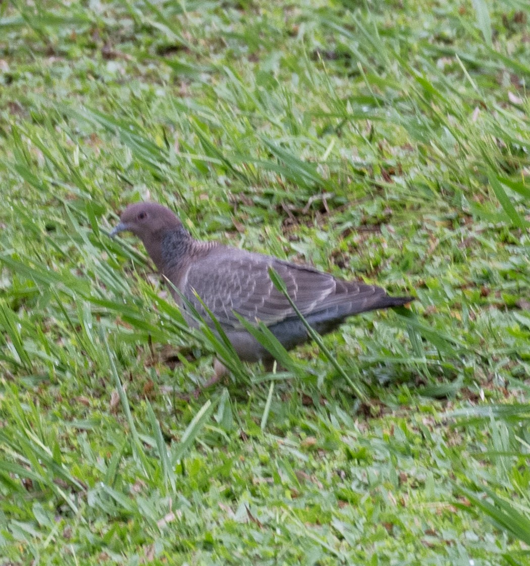 Picazuro Pigeon - ML646023523