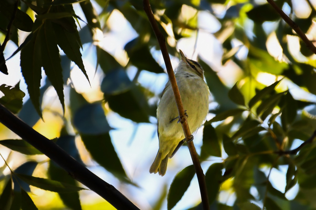 アカメモズモドキ - ML646023524