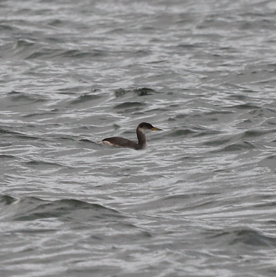 Somormujo Cuellirrojo - ML646023525