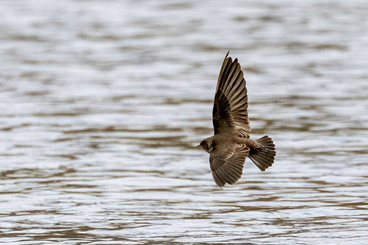 Northern Rough-winged Swallow - ML646023526