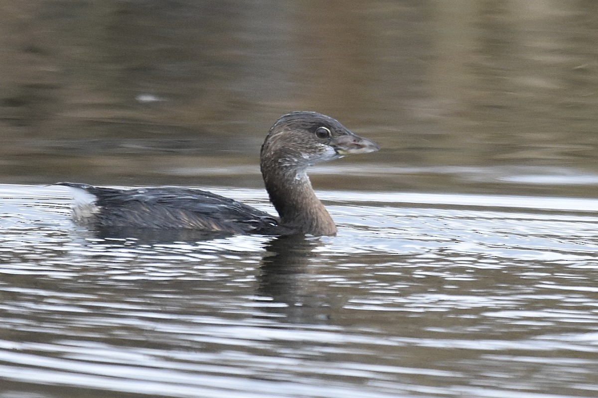 オビハシカイツブリ - ML646023527