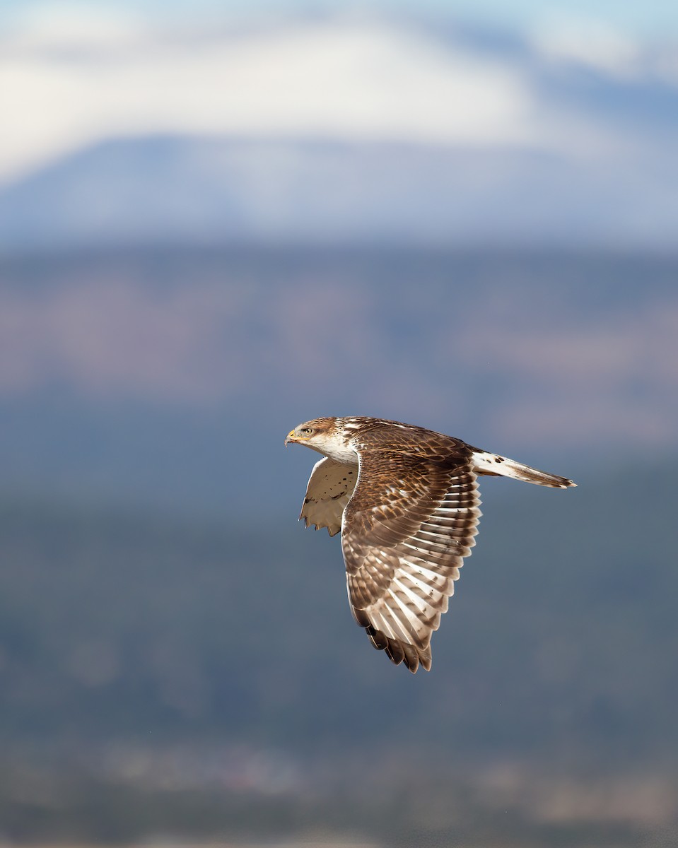 káně královská - ML646023528