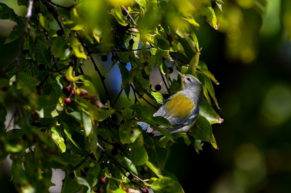 Northern Parula - ML646023529
