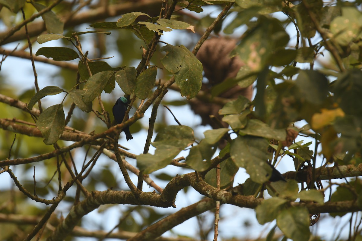 Red-legged Honeycreeper - ML646023530