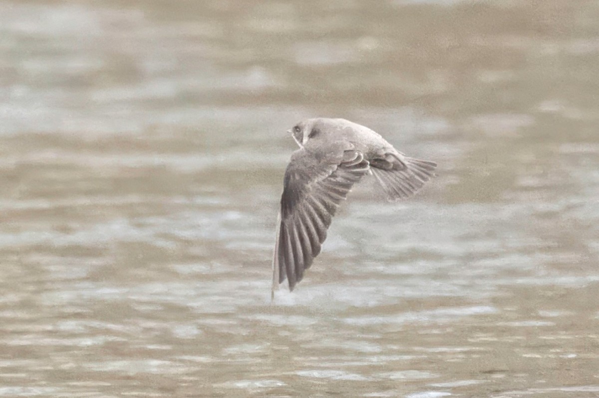 Northern Rough-winged Swallow - ML646023531