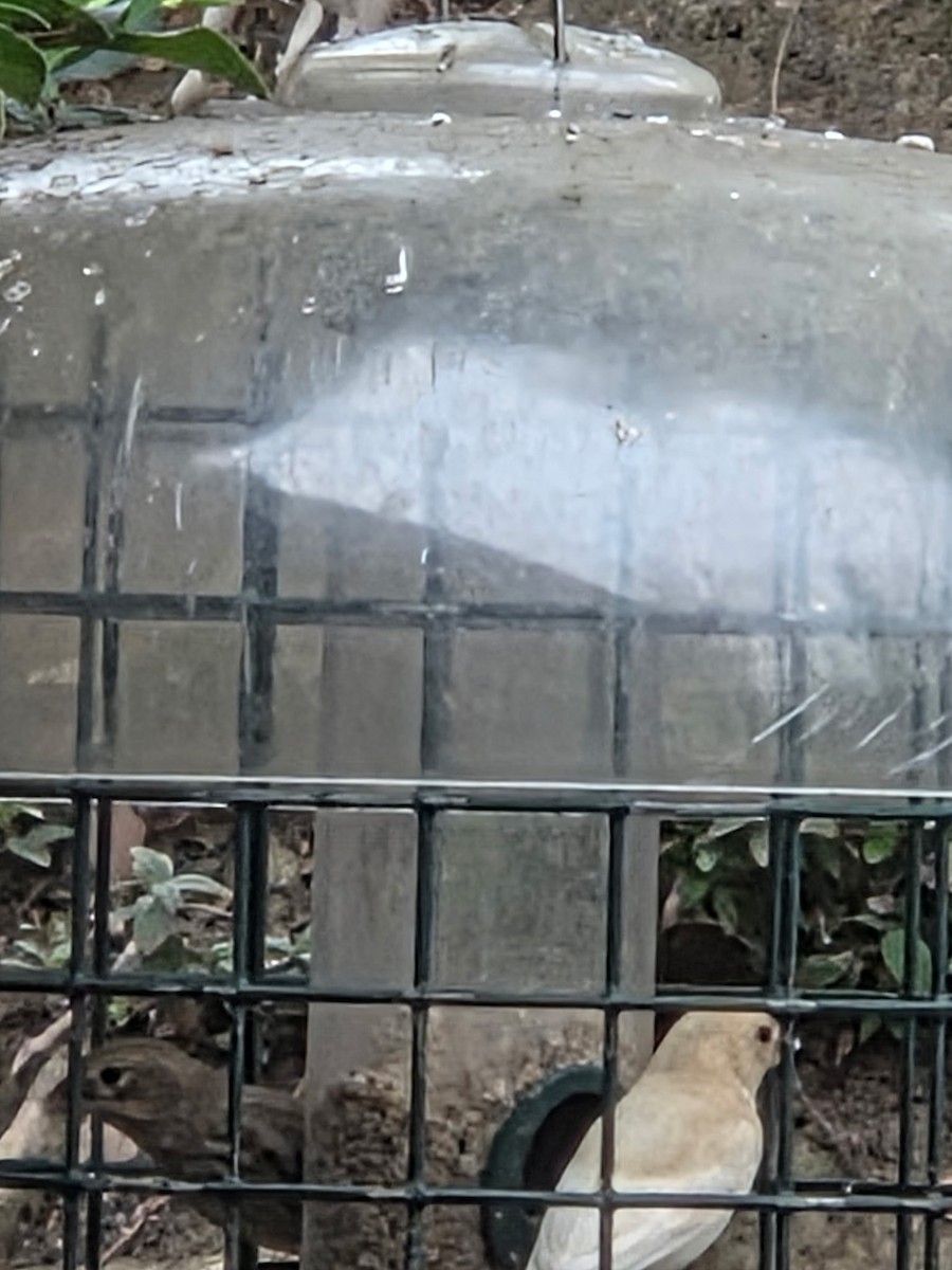 House Finch - ML646023532