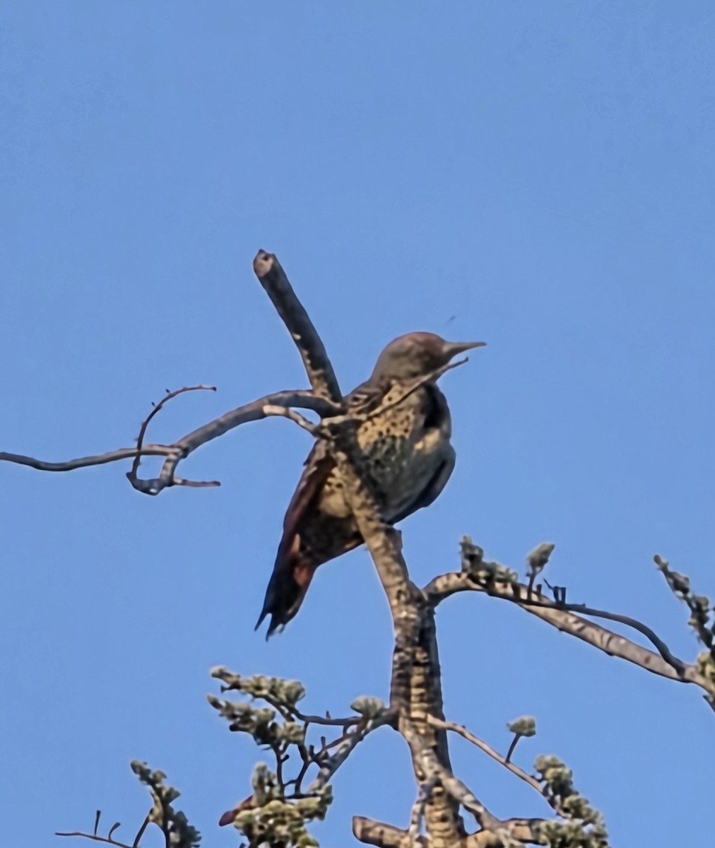 Northern Flicker (Red-shafted) - ML646023534