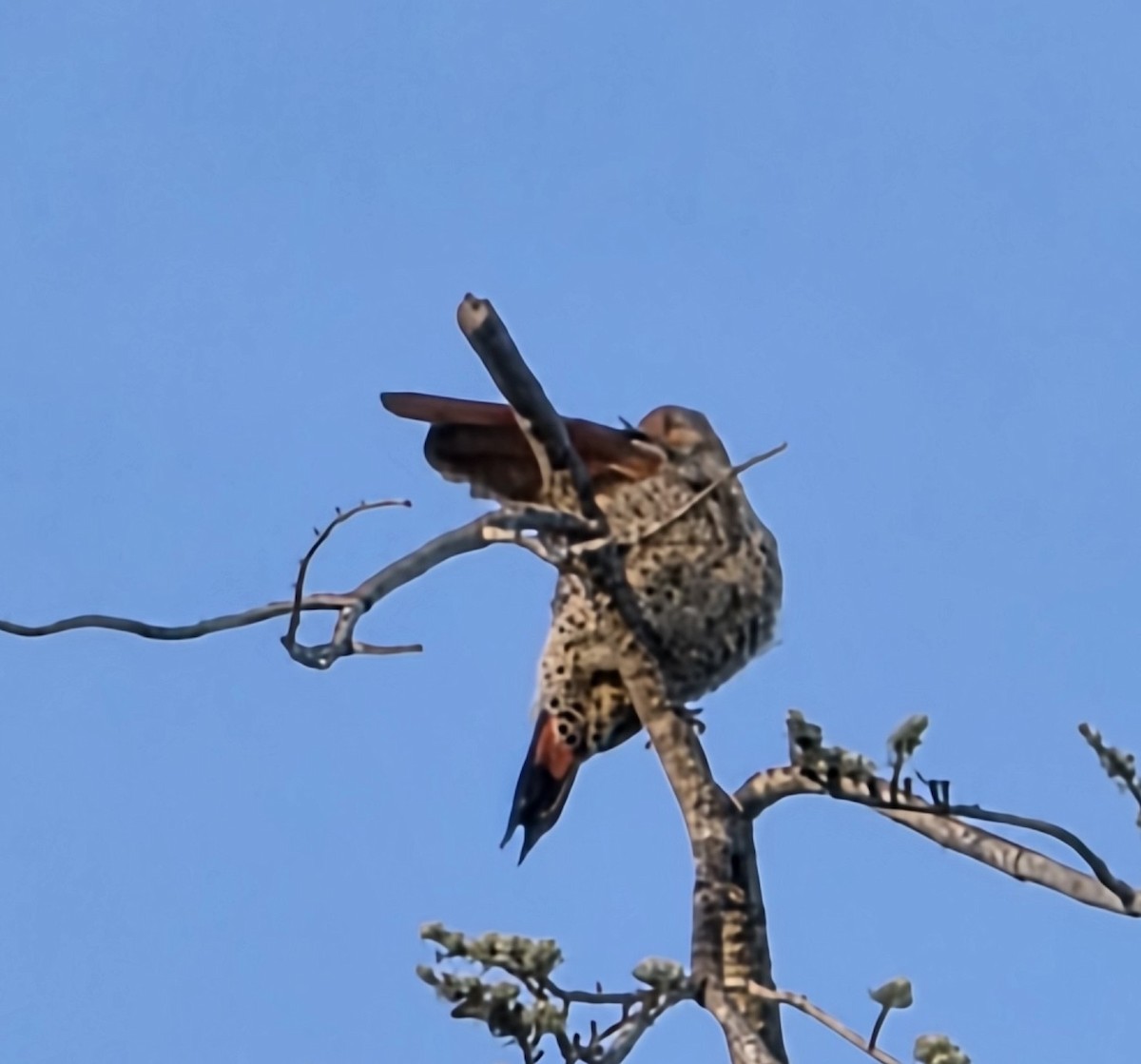 Northern Flicker (Red-shafted) - ML646023535