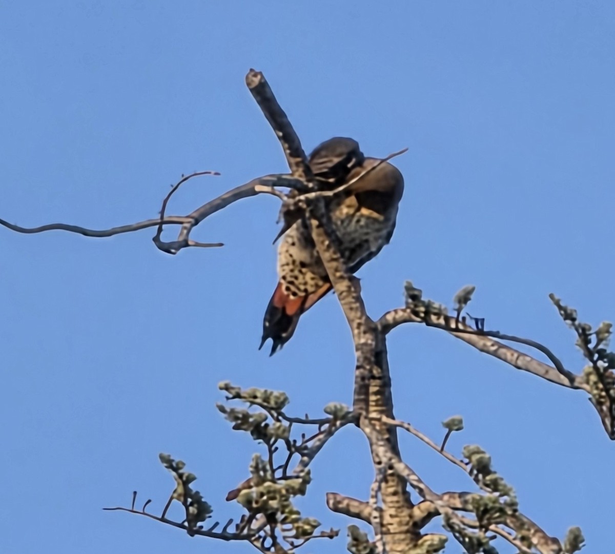 Northern Flicker (Red-shafted) - ML646023536