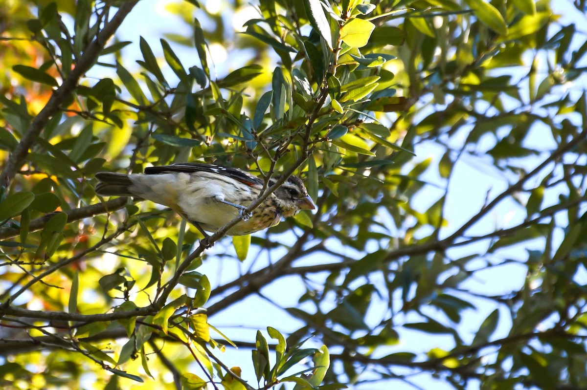 Rose-breasted Grosbeak - ML646023537
