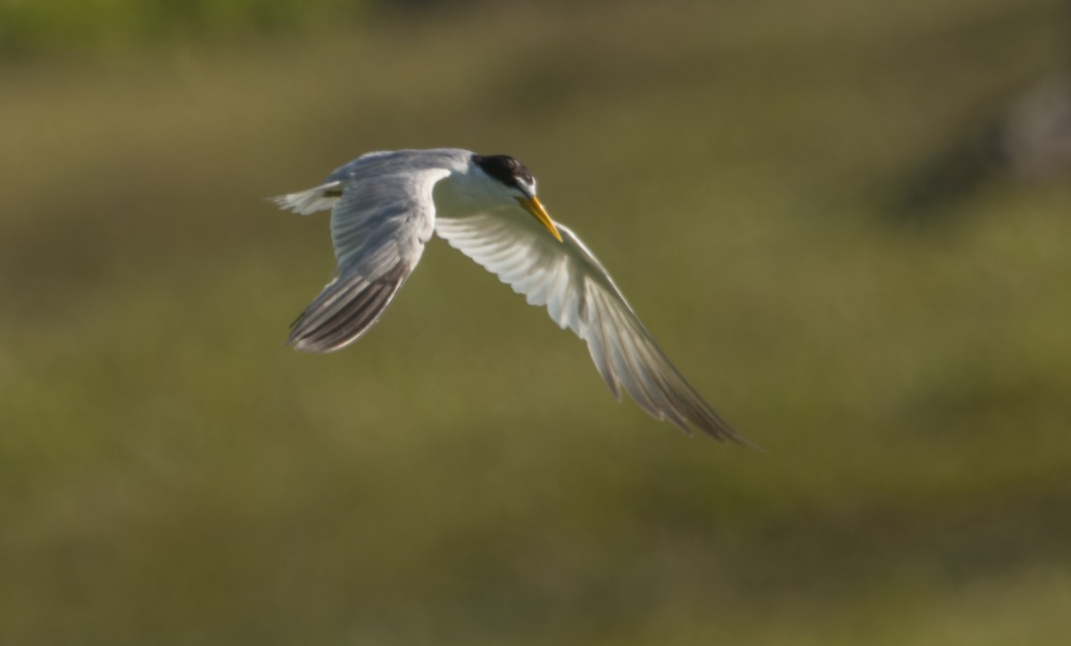 Yellow-billed Tern - ML646023538