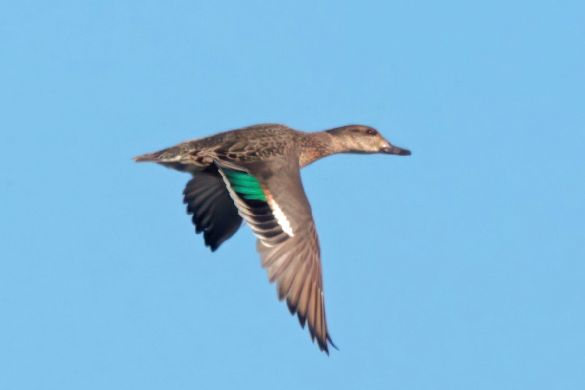 Green-winged Teal - ML646023539