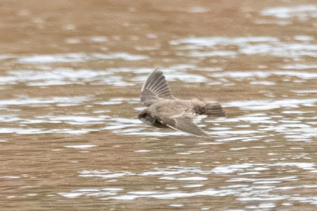 Northern Rough-winged Swallow - ML646023540