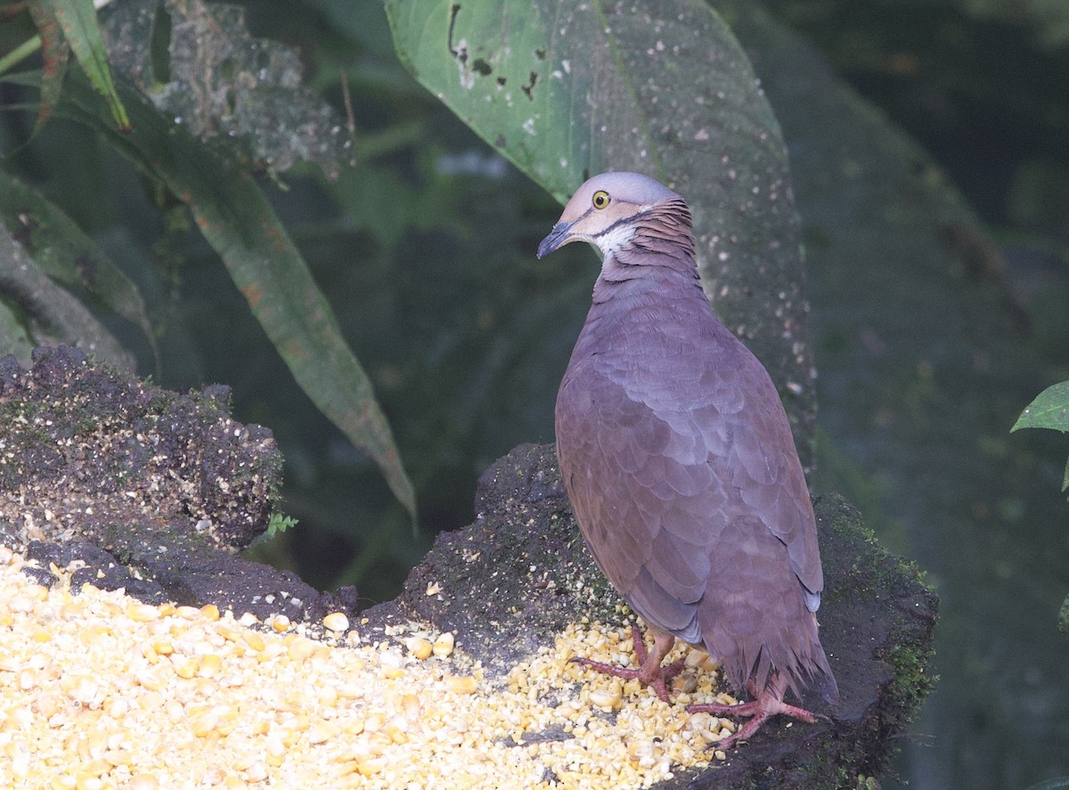 White-throated Quail-Dove - ML646023541