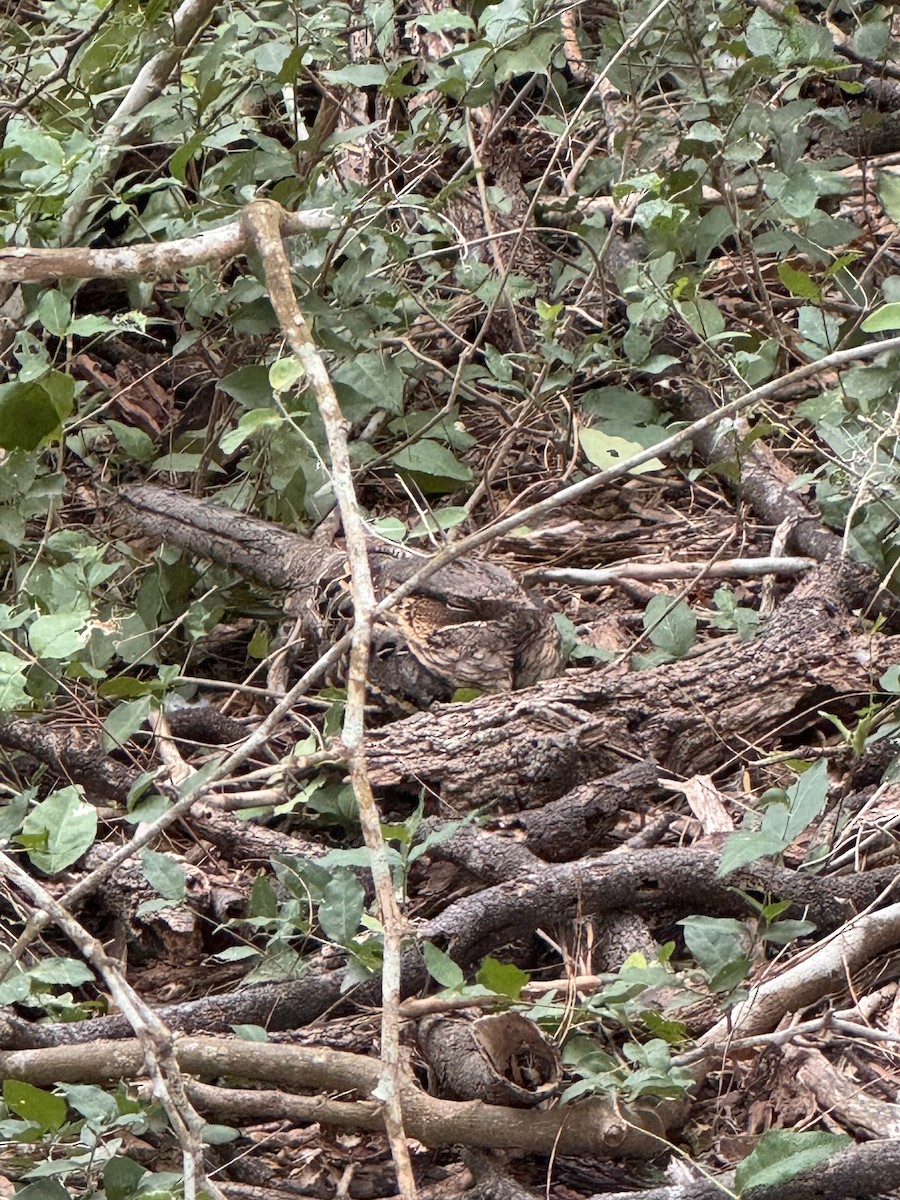 Common Pauraque - ML646023542