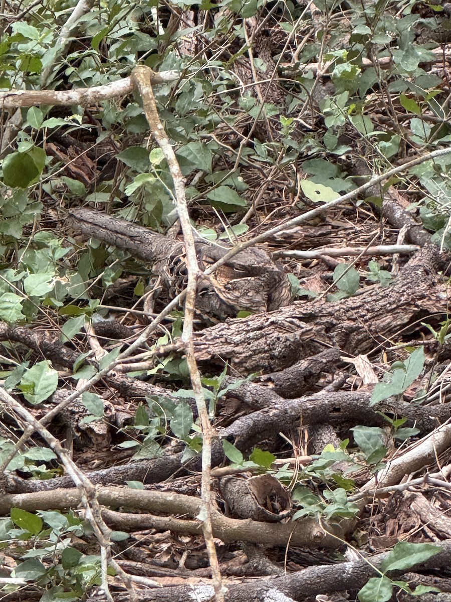 Common Pauraque - ML646023543