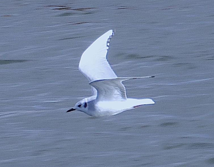 Bonaparte's Gull - ML646023545