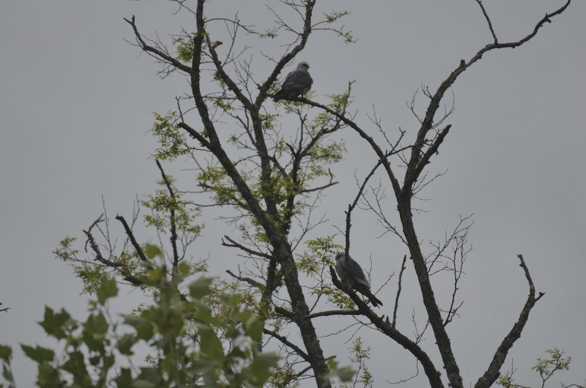 Mississippi Kite - ML646023546