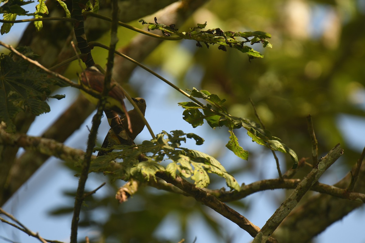 Hoffmann's Woodpecker - ML646023547