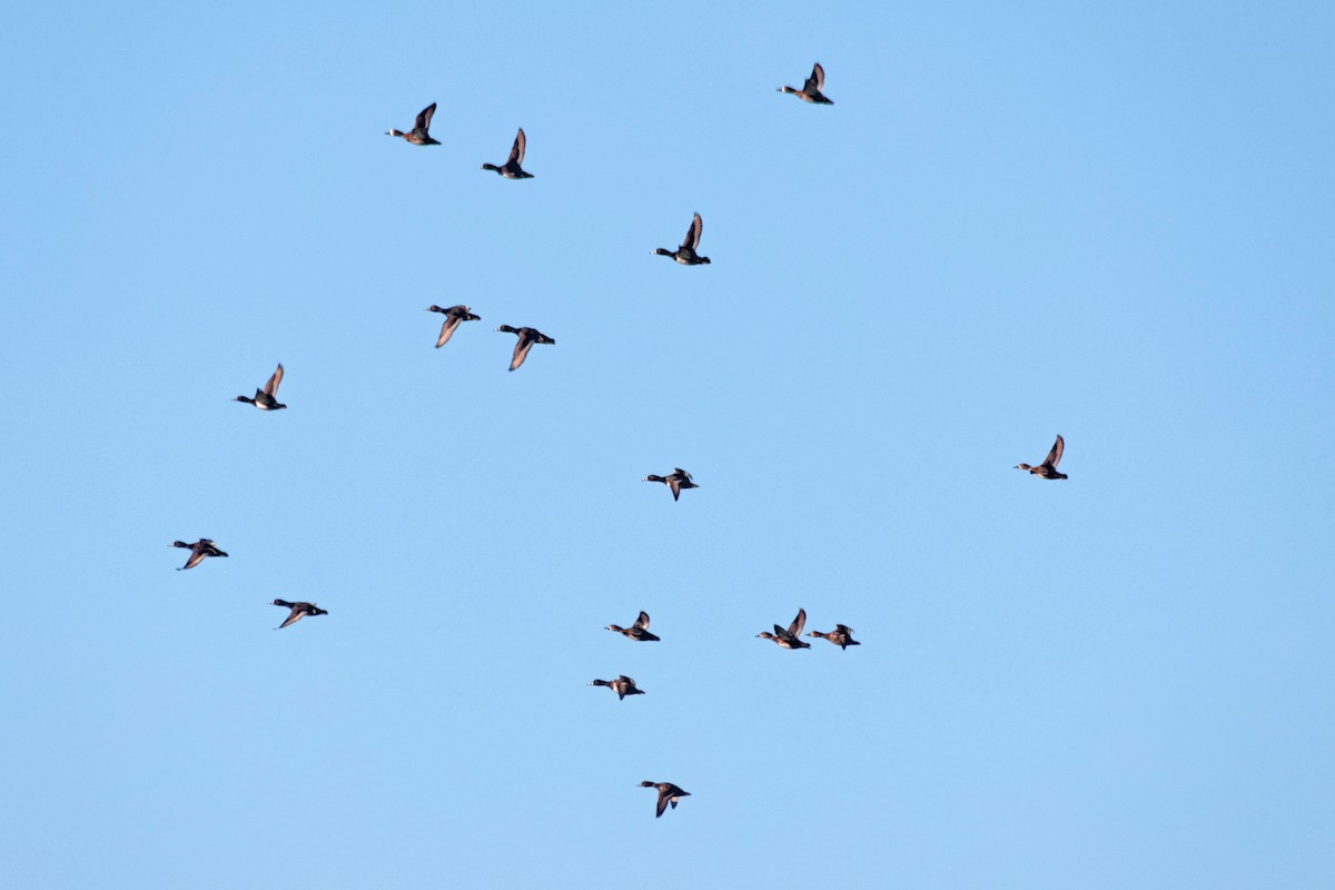 Ring-necked Duck - ML646023550