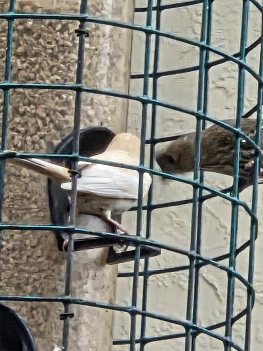 House Finch - ML646023551