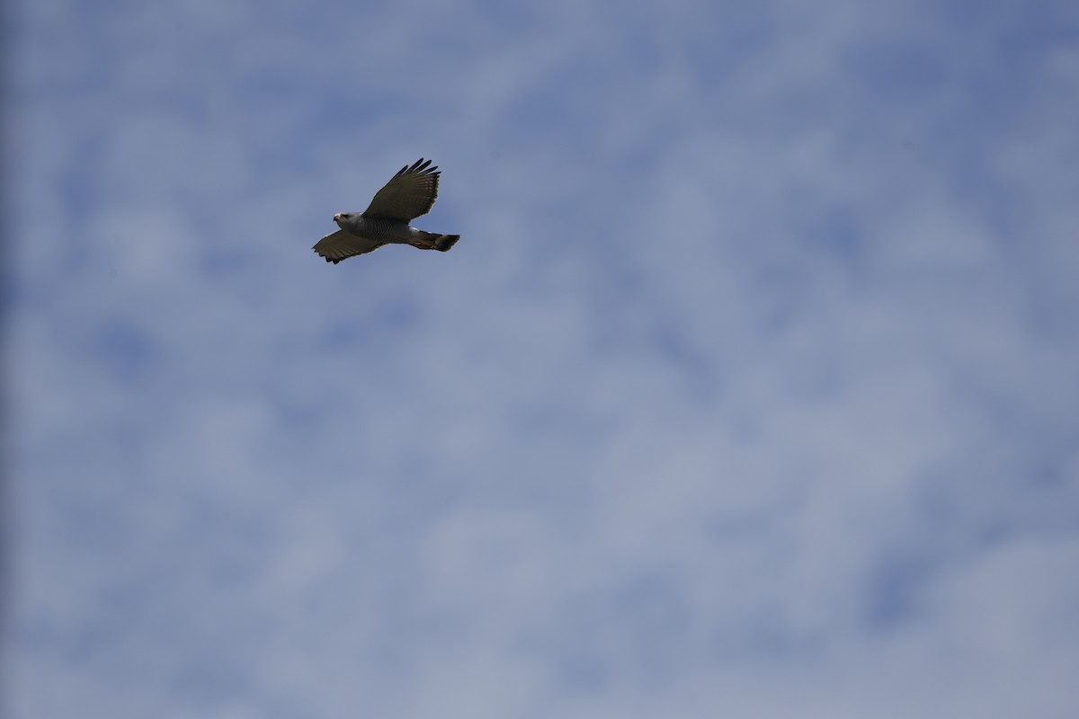 Busardo Gris Norteño - ML646023555