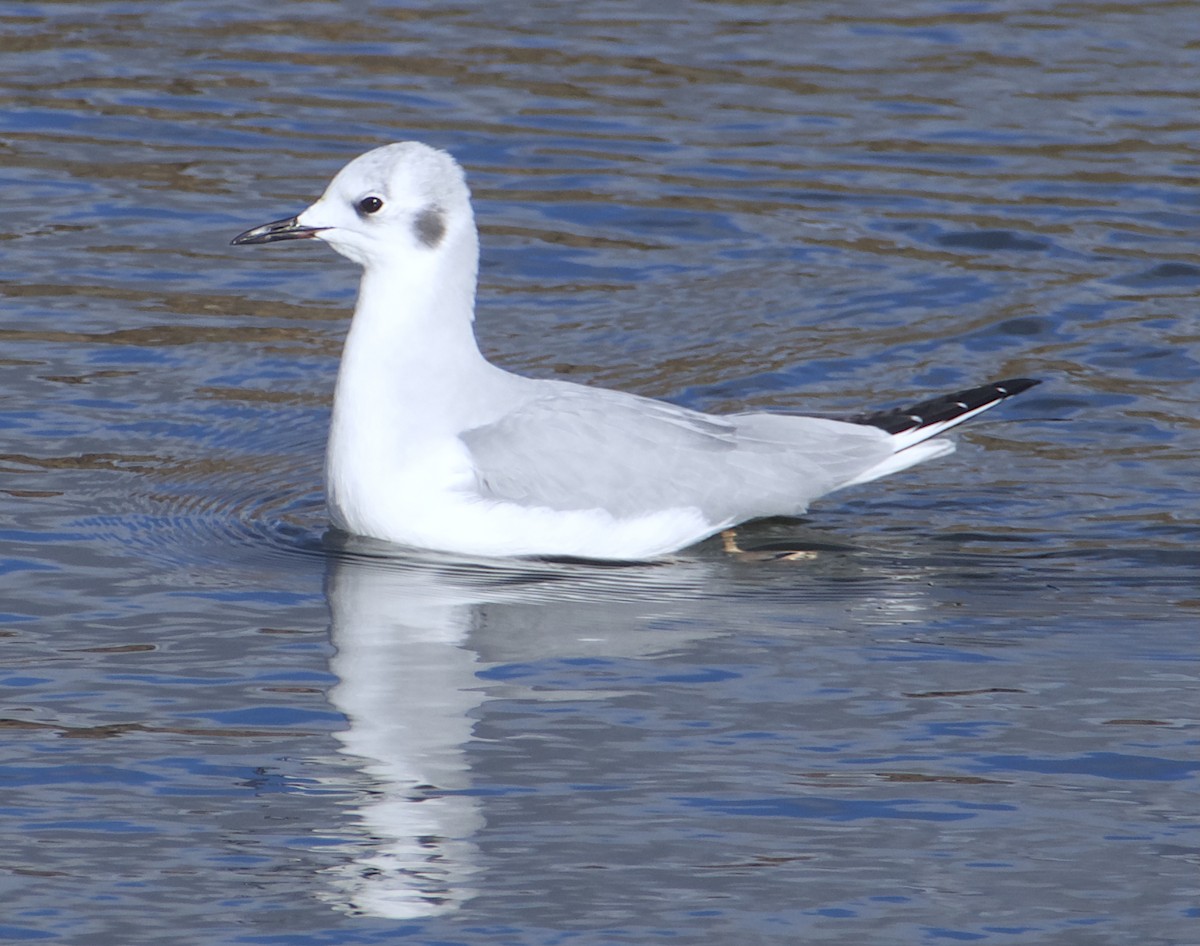 Bonaparte's Gull - ML646023556