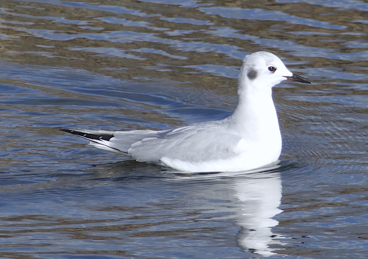 Bonaparte's Gull - ML646023563