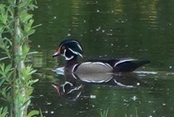 Wood Duck - ML646023566
