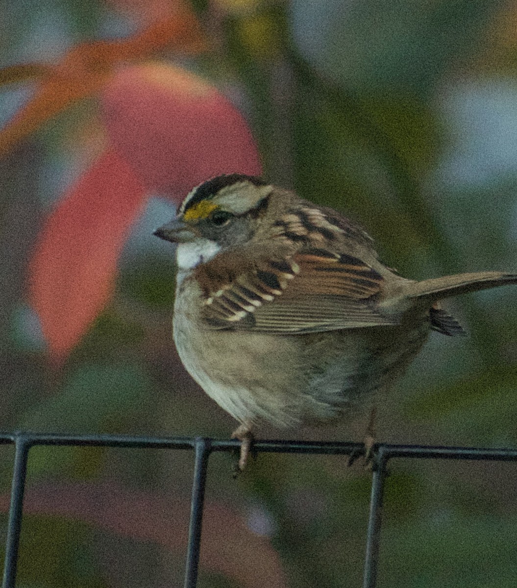 White-throated Sparrow - ML646023567