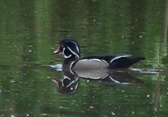 Wood Duck - ML646023568