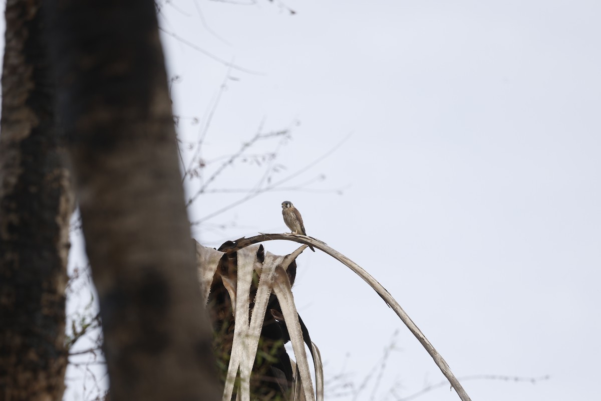 American Kestrel (Northern) - ML646023569
