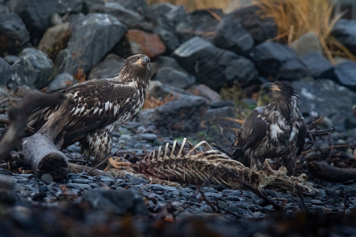 Bald Eagle - ML646023573