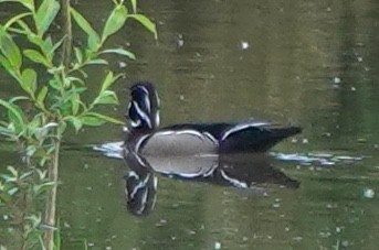 Wood Duck - ML646023574