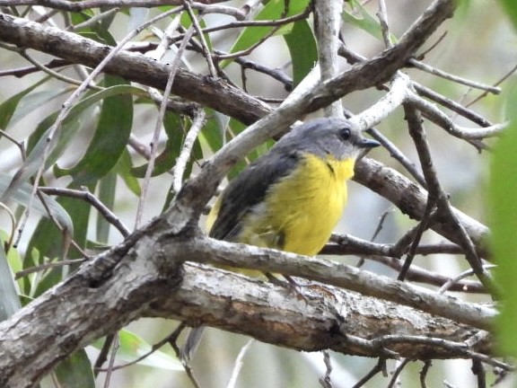 Eastern Yellow Robin - ML646023575