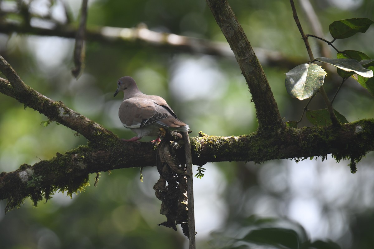 White-winged Dove - ML646023576