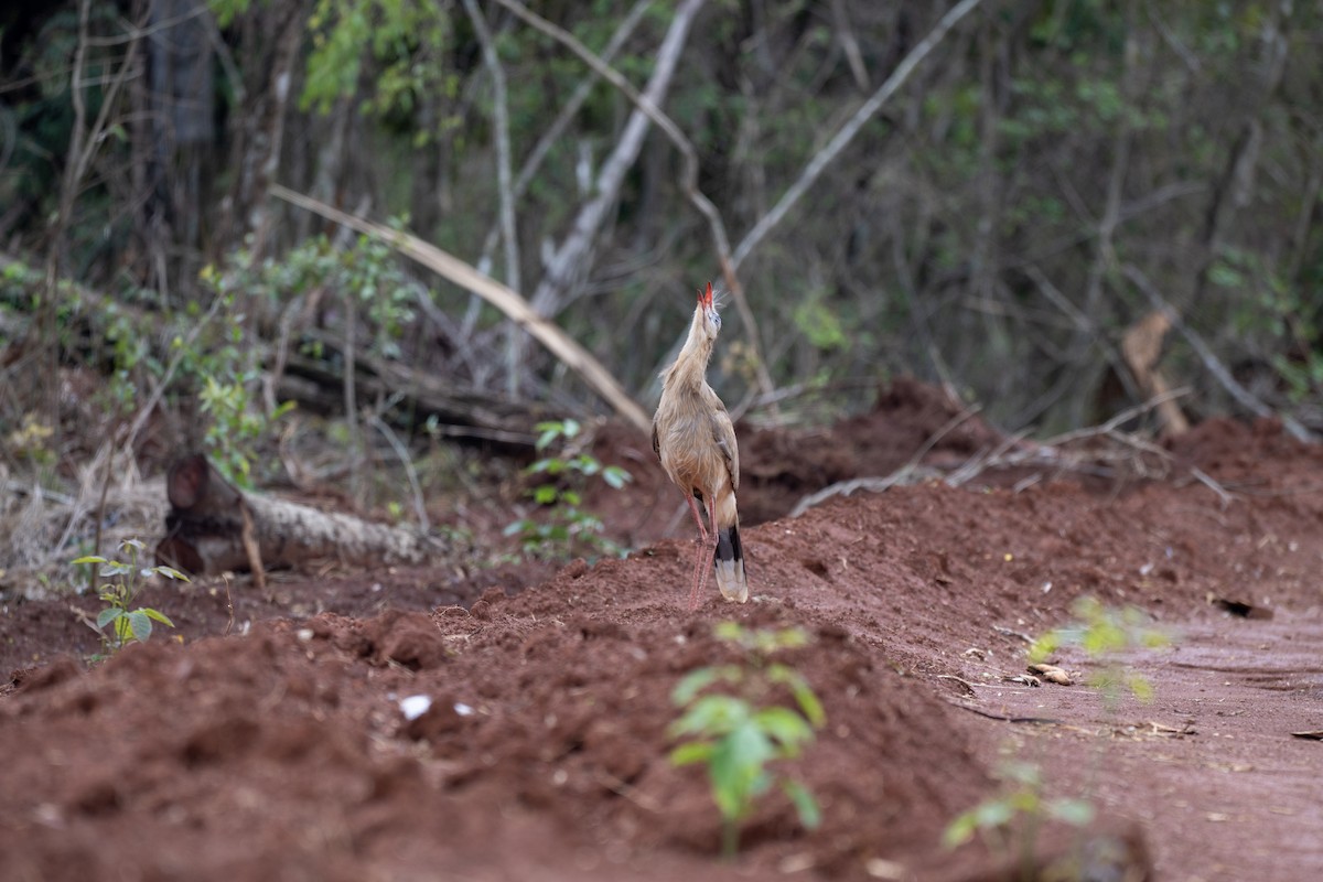Red-legged Seriema - ML646023577