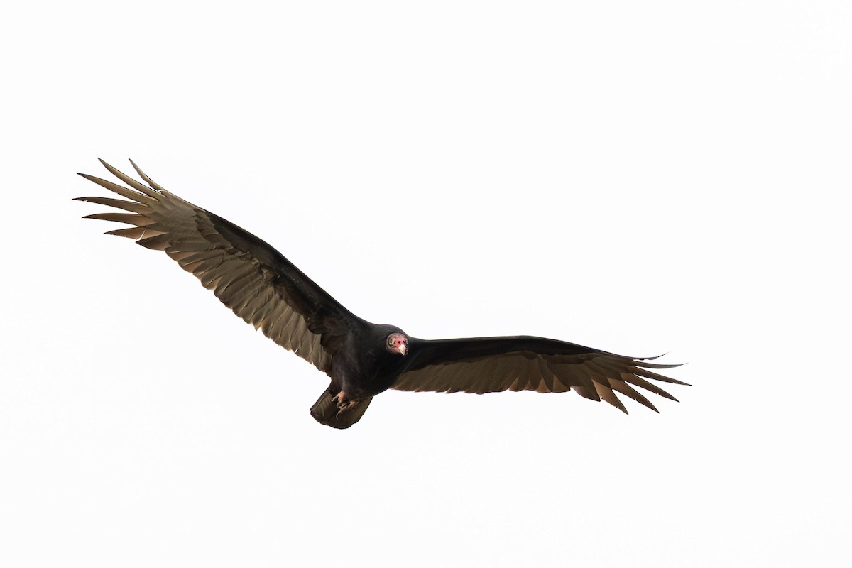 Turkey Vulture - ML646023578