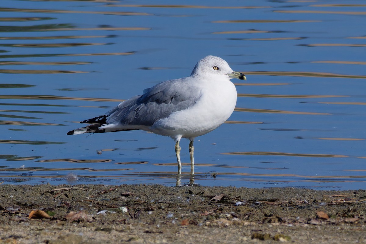 Ring-billed Gull - ML646023579