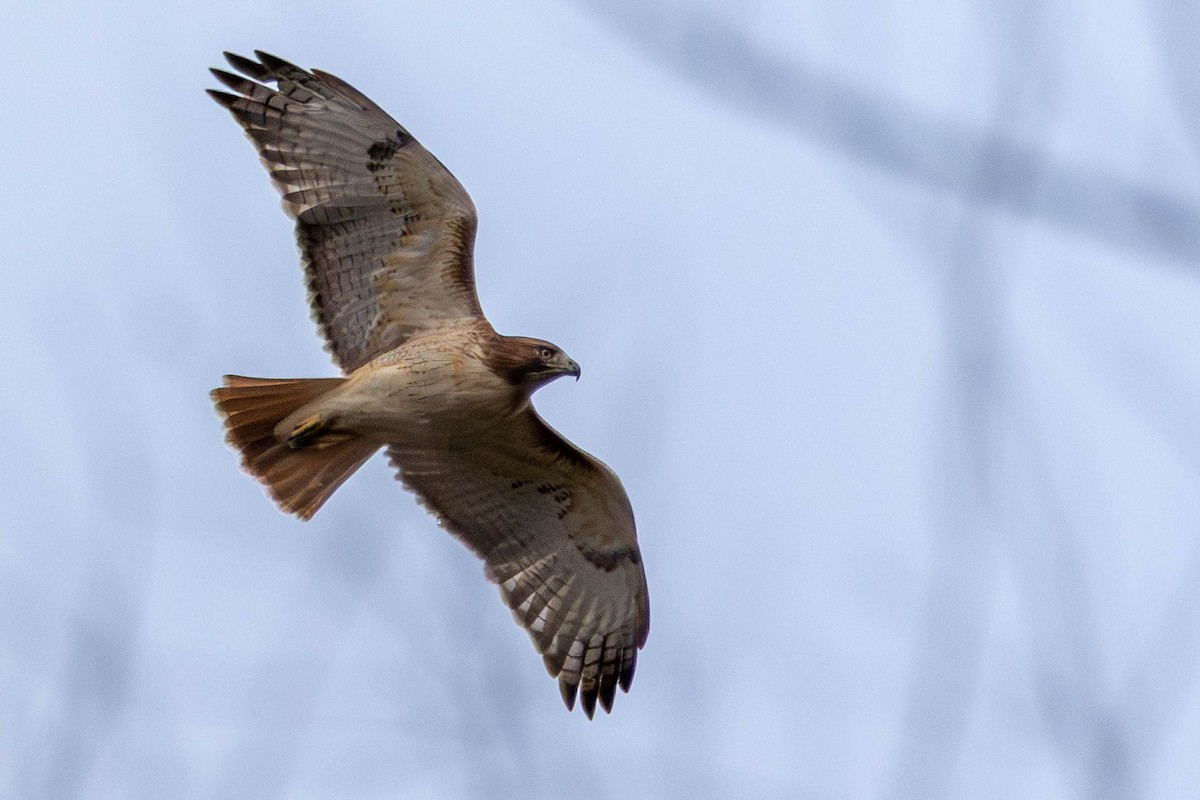 Red-tailed Hawk - ML646023580