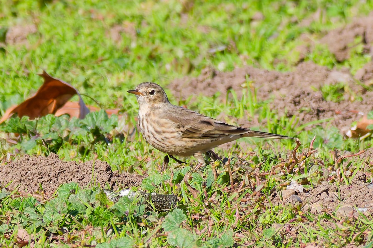 American Pipit - ML646023582