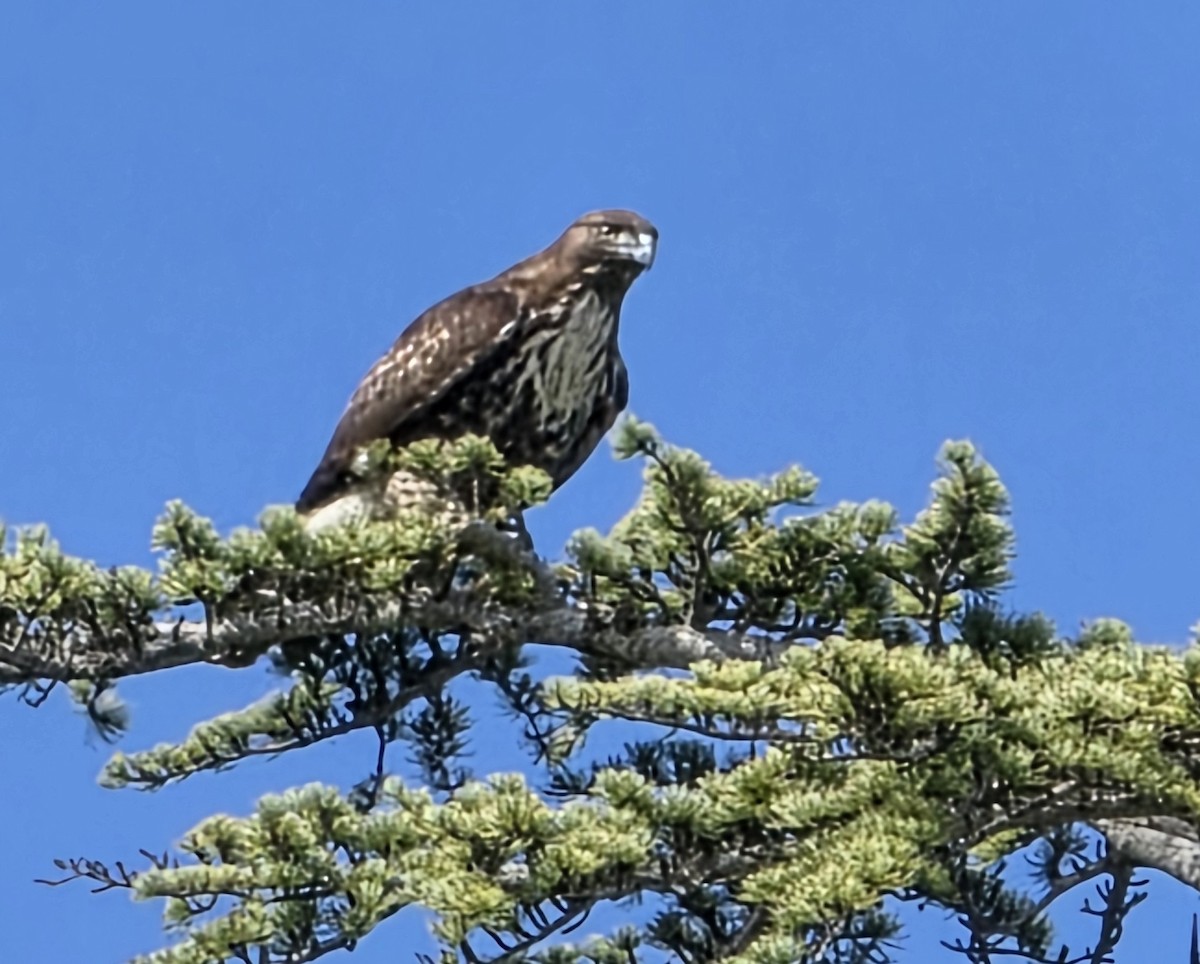 káně rudochvostá - ML646023586