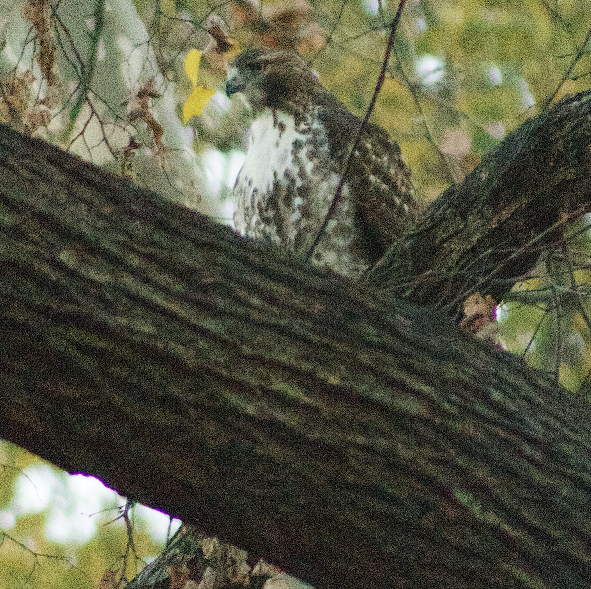 káně rudochvostá - ML646023591