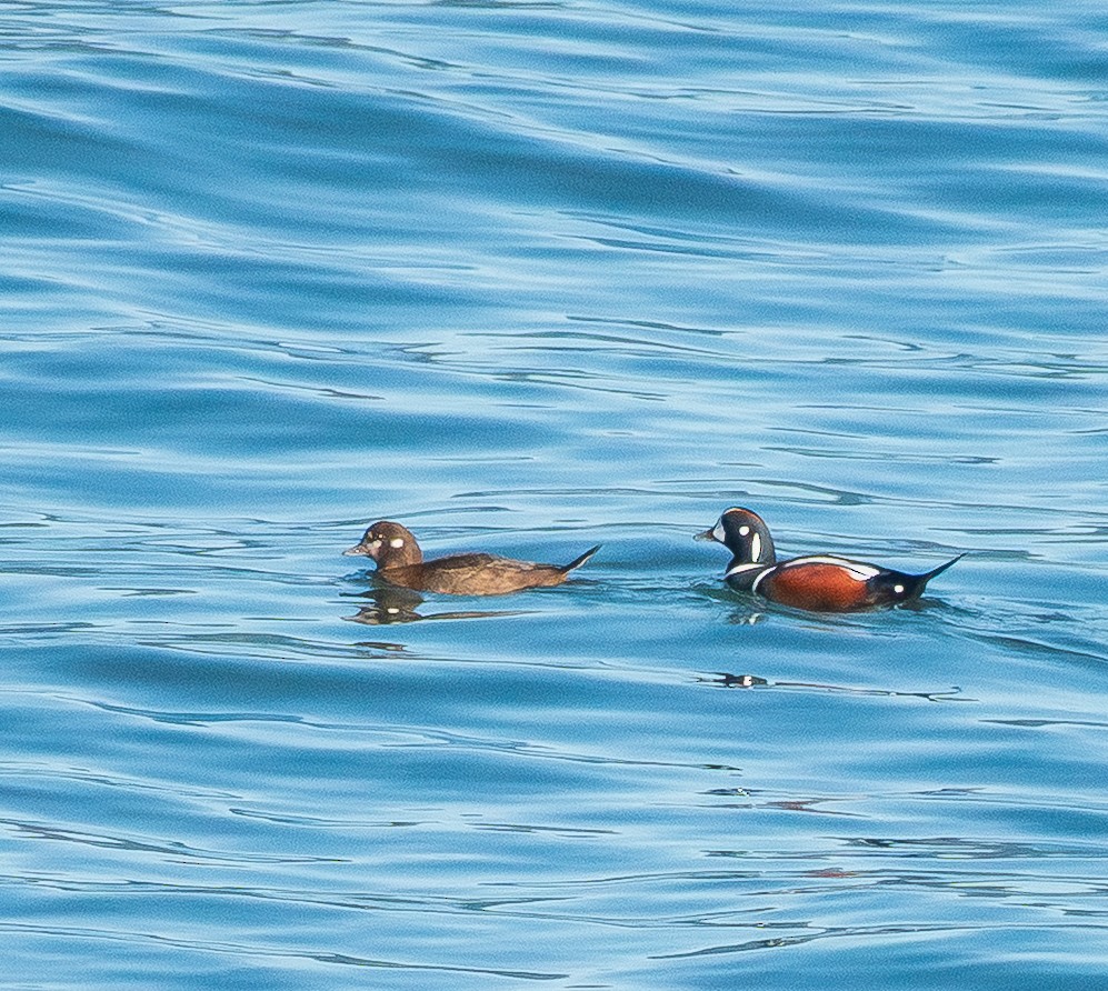 Ahate arlekina - ML646023592