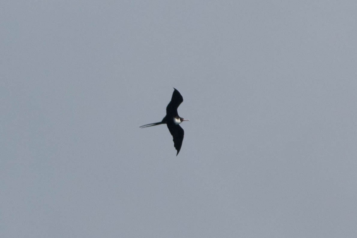 פריגט גדול - ML646023593