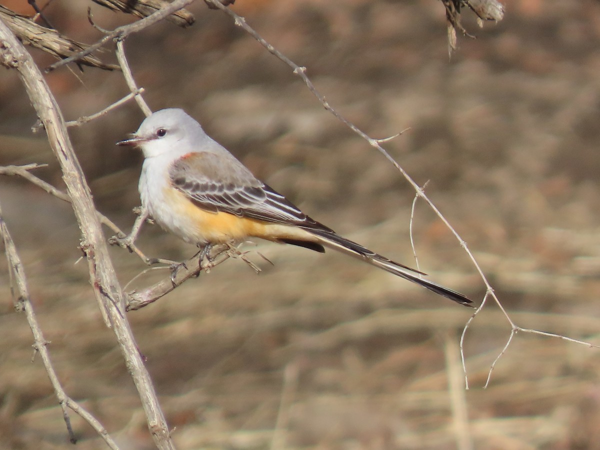 Scissor-tailed Flycatcher - ML646023596