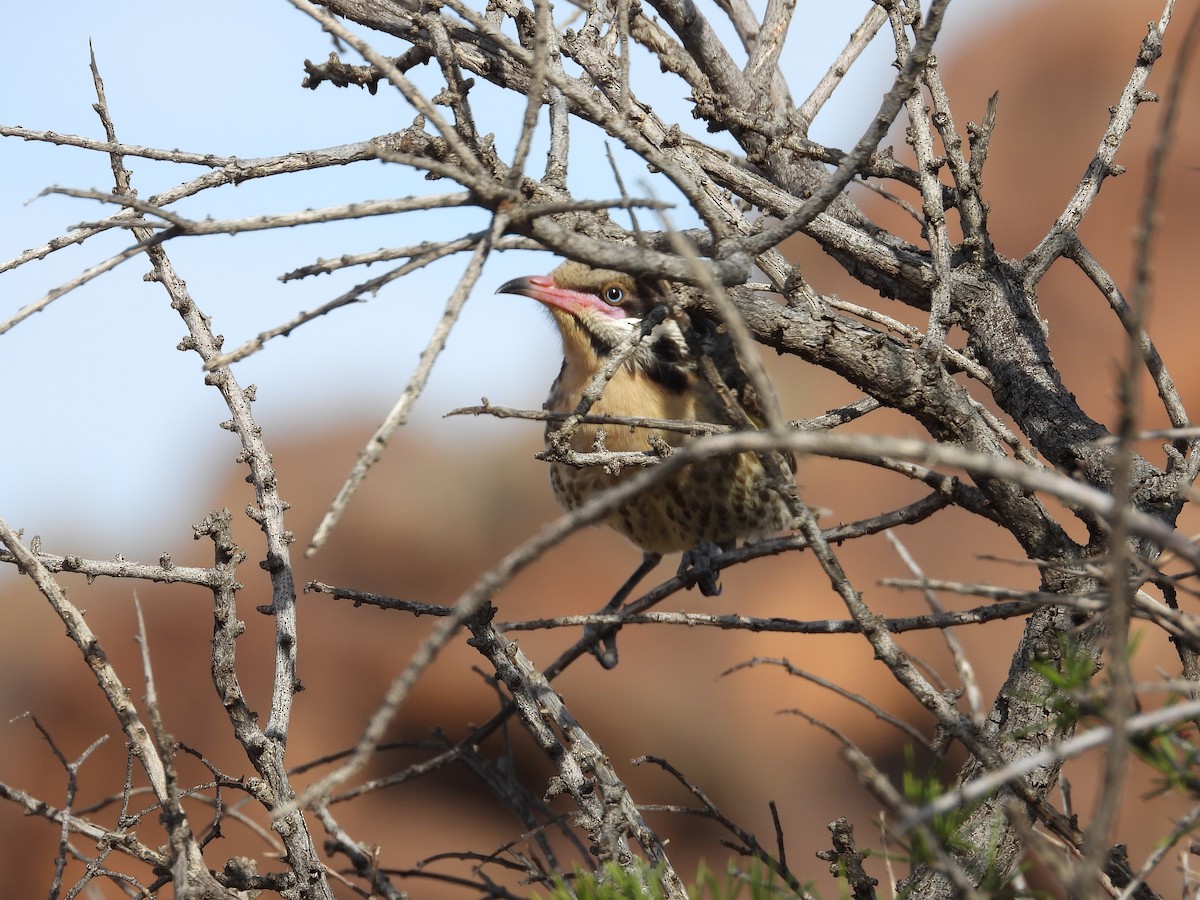 Diken Yanaklı Balkuşu - ML646023597