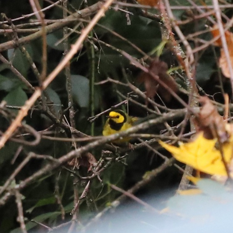 クロズキンアメリカムシクイ - ML646023602