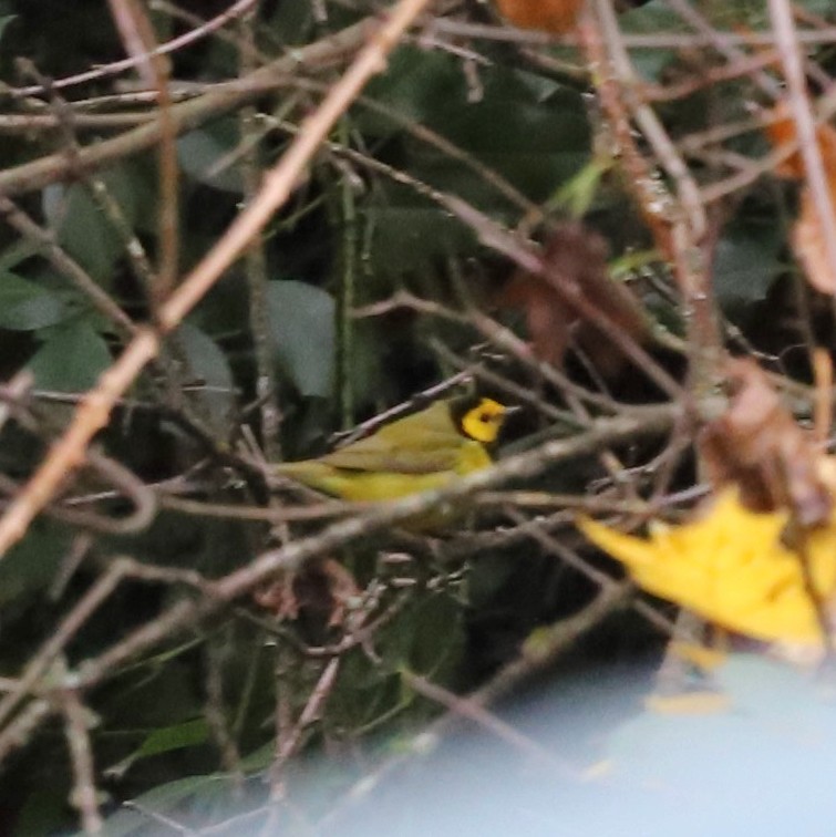 クロズキンアメリカムシクイ - ML646023603