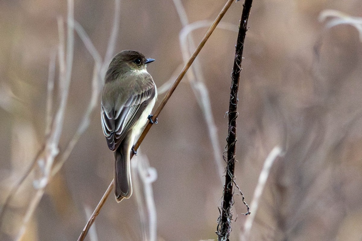 Eastern Phoebe - ML646023621